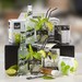 Kerstpakket Mojito